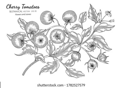 Ilustración botánica de tomate de cerezo dibujada a mano con líneas de arte sobre fondo blanco. 