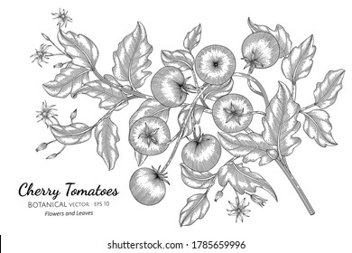 Cherry tomato hand drawn botanical illustration with line art on white backgrounds. 