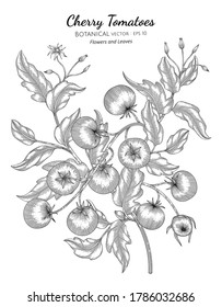 Cherry tomato hand drawn botanical illustration with line art on white backgrounds. 