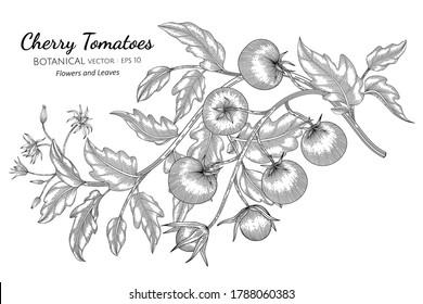 Kirsche Tomate, handgezeichnet botanische Illustration mit Linienkunst auf weißem Hintergrund. 