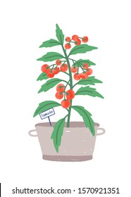 Cherry tomato in pot flat vector illustration. Vegetable crop, edible home plant. Exotic herb with small red fruits. Domestic agriculture in ceramic flowerpot isolated on white background.