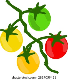 Cherry Tomato Ripening Stages on Vine Vector Illustration Isolated Transparent Background