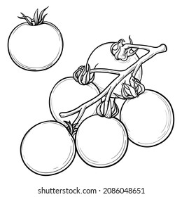 Cherry tomato sketch.  Isolated tomato, vegetables on branch. Vector illustration.