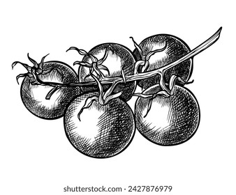 Cherry Tomato vector sketch. Hand drawn illustration with Branch of vegetables painted by black inks on isolated background. Engraving of vegetarian food. Drawing in line art style. Monochrome etching