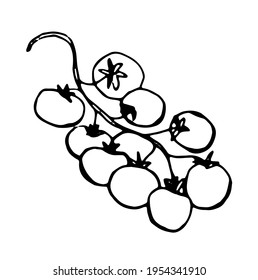 cherry tomatoes, black contour drawn with a pen, vector