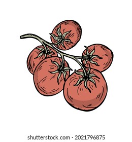 Cherry tomatoes. Branch of tomatoes in doodle style. Flat vegetables isolated on white. Vegan, farmed, organic food concept. Vector