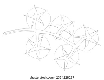 Ilustración artística de la línea vectorial de tomates cerezos. Ilustración de dibujo de contorno. Esbozo de tomates orgánicos en silueta sobre fondo blanco. Linear estilizado. Minimalista.