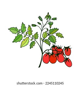 Se ramifican los tomates cerezos. Ilustración de material vectorial eps10.