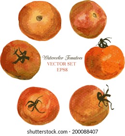 cherry tomatoes drawing by watercolor, vector illustration
