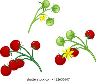 Cherry tomatoes and flower tomato on the vine