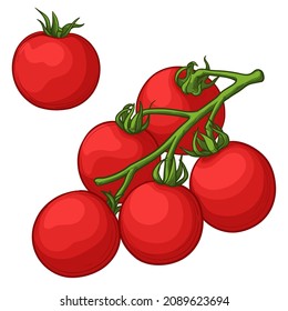 Cherry tomatoes. Isolated tomato, vegetables on branch. Color vector  illustration.