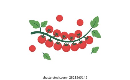 Cherry tomatoes on a fresh green vine with scattered leaves and loose ripe tomatoes depicted on a white background.