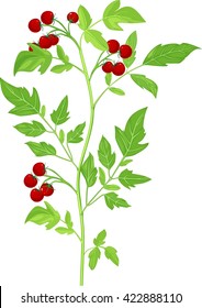 Cherry tomatoes on plant