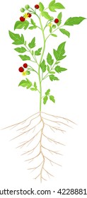 Cherry tomatoes on plant