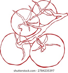 Cherry Tomatoes on Vine Line Art Illustration, Hand Drawn Botanical Food