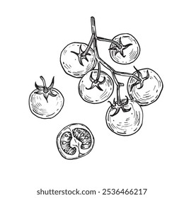 Cherry tomatoes. Set of hand drawn vector illustrations. Tomatoes drawn with ink. Element for food label design and restaurant menu. 