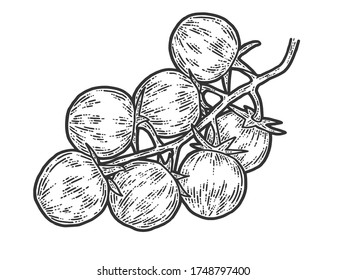 Cherry tomatoes. Sketch scratch board imitation. Black and white. Engraving vector illustration.