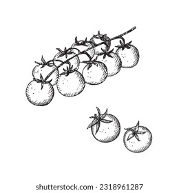 Gemüse von Kirschtomaten, handgezeichnet im Gravierungsstil auf isoliertem weißem Hintergrund, Vektorgrafik. Lebensmittel, Tomatenernte, Zutat, Design-Element für den Druck, Etikett, Vorlage, Karte