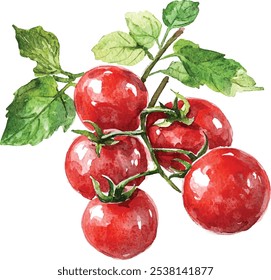 Tomates cereja aquarela pintado à mão. Tomates de cereja frescos, redondos e suculentos isolados sobre fundo branco.