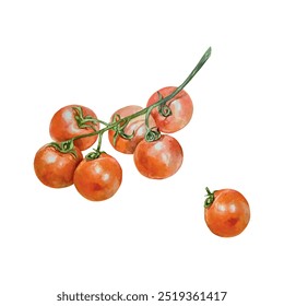 Kirschtomaten Aquarell. Rotes Gemüse auf einem Ast. Botanische Vektorgrafik. Lebensmittelverpackungen, Ernte- und vegetarische Tageskarten, Einladungen.