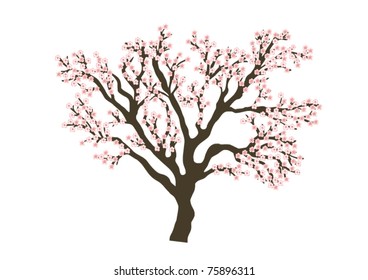 cherry tree