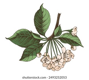 Cherry tree bloom hand drawn vector