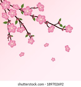 Cherry tree blossom on pink background, illustration.