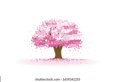 Cherry tree with cherry blossom petals falling