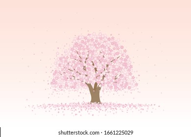 Cherry tree with cherry blossom petals falling