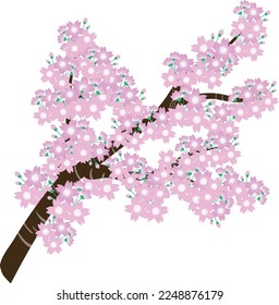 cherry tree cherry blossom spring pink  nature