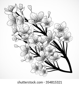 Cherry tree blossom. Vintage black and white hand drawn vector illustration in sketch style. Isolated elements.