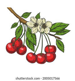 Cherry tree branch color line art sketch engraving vector illustration. T-shirt apparel print design. Scratch board imitation. Black and white hand drawn image.
