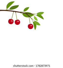 Cherry tree branch with green leaves isolated on white background vector illustration. Flat design.