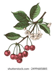 Cherry tree branch hand drawn vector