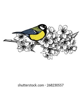 Cherry tree branch. Hand drawn  bird sitting on blooming cherry tree , Vector illustration.  Isolated on white background.