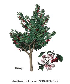 Cherry tree and branch vector