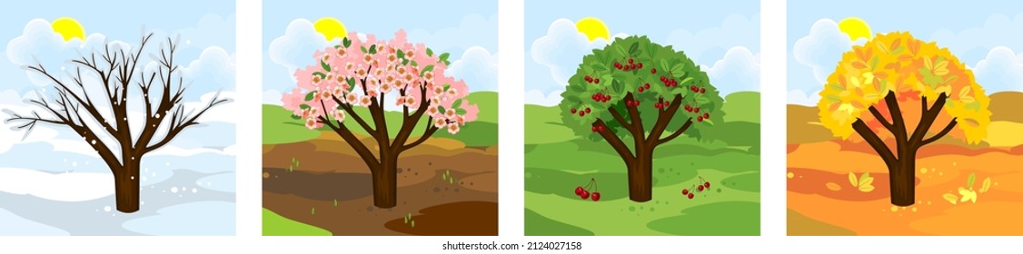 Cherry tree at four seasons: spring, summer, autumn, winter