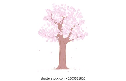 Cherry tree in full bloom