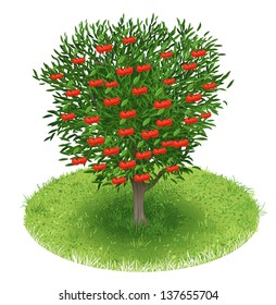 Cherry Tree in green field, illustration