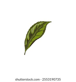 Cherry tree green leaf sketch. Hand drawn falling nature floral single design element. Summer garden plant foliage. Vector color illustration isolated on white