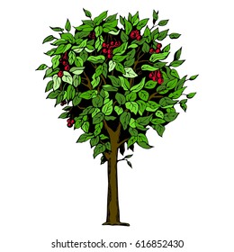 Cherry tree with green leaves and red berries, vector illustration on white background