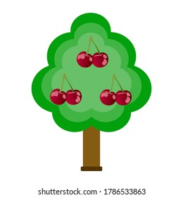 Cherry tree with green leaves and ripe cherry fruits on white background