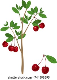 Cherry tree with green leaves and ripe cherry fruits on white background