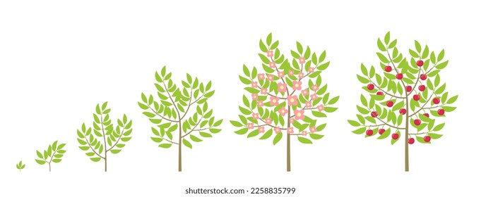 Estadios de crecimiento de los cerezos. Planta de ciclo de vida de árboles frutales de cerezas. Dulce cereza. Ilustración vectorial.