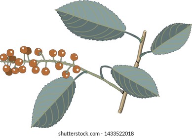 Cherry tree isolated on white. Cherry fruit vector illustration.