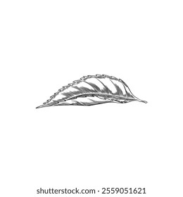 Cherry tree leaf engraved sketch. Hand drawn nature floral single design element. Summer garden plant foliage ink style. Outline vector illustration isolated on white