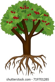Cherry tree with ripe cherries and green leaves on white background. Tree with root system