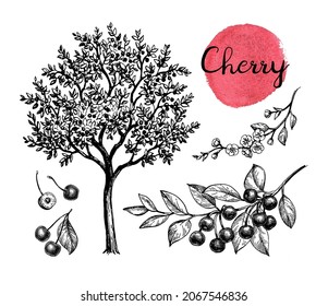 Cherry tree with ripe fruits and blooming branch. Ink sketch isolated on white background. Hand drawn vector illustration. Vintage style stroke drawing.