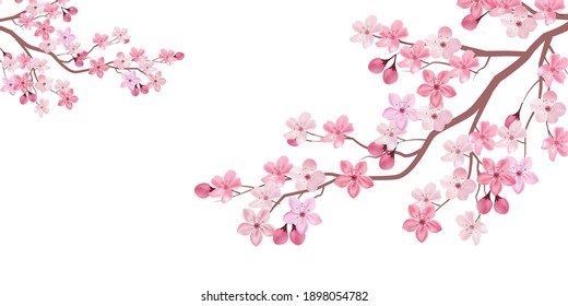 Fondo de flores del manantial del árbol de cerezo