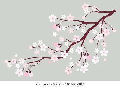 Cherry tree spring flower icon